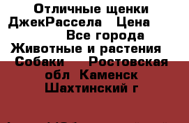 Отличные щенки ДжекРассела › Цена ­ 50 000 - Все города Животные и растения » Собаки   . Ростовская обл.,Каменск-Шахтинский г.